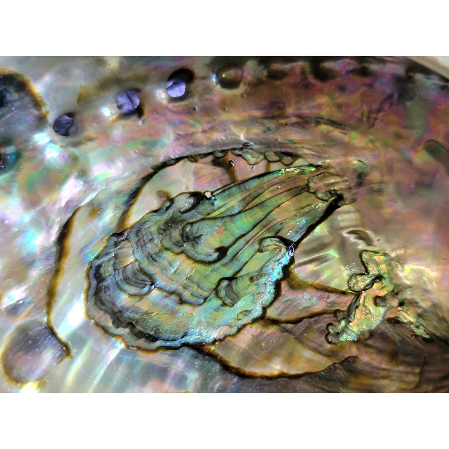 Abalone Shell